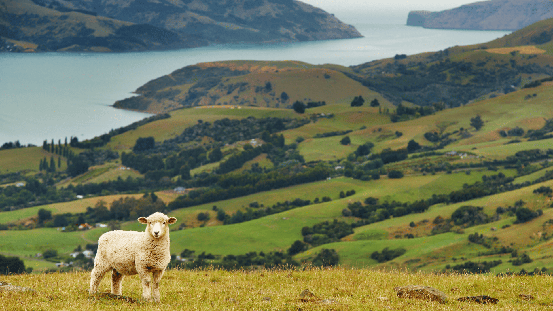 17 Days New Zealand's Romantic Escape Holiday
